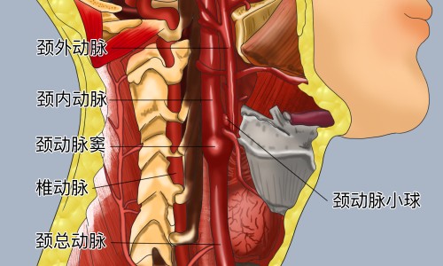 小竹笋的功效和作用